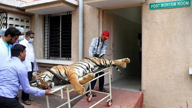 T-1 убили в ноябре 2018 года. На фото она - в комнате для обследования умерших зверей в центре помощи животным Горевада