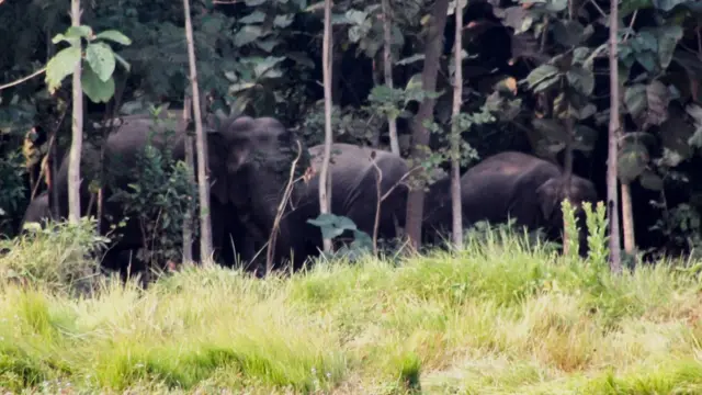 जंगली हात्ती