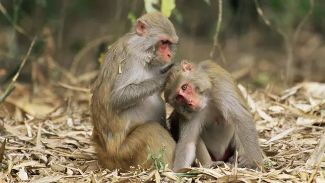 Deux singes. L'un gratte la tête de l'autre.