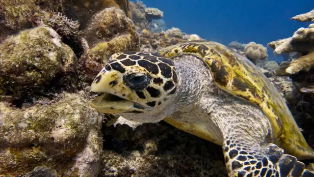 Tortuga
