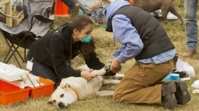 Seekor anjing di Butte County dirawat tim dokter hewan darurat karena telapak kakinya terbakar.