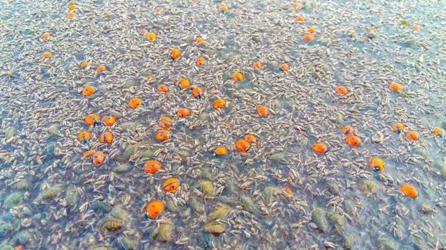 сонечка