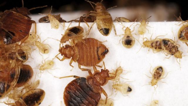 What do hotsell bed bugs hate