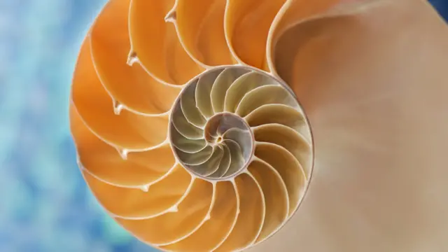 Interior de un caracol