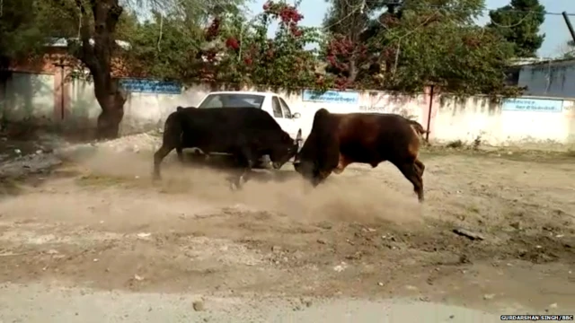 ਫਿਰੋਜ਼ਪੁਰ, ਆਵਾਰਾ ਪਸ਼ੂ