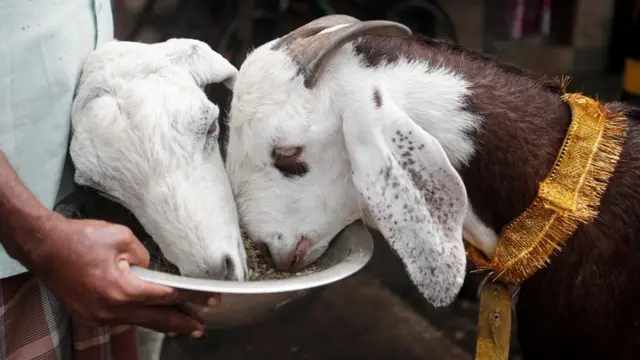 પ્રતીકાત્મક તસવીર