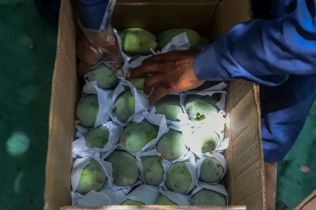 సింధి మామిడి