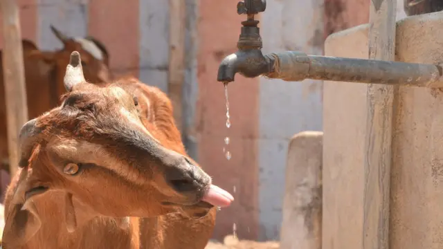 எஸ்.பாலாஜி மாமல்லபுரம்