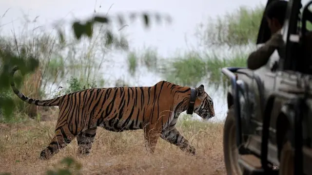 કેવડિયા જંગલ સફારીમાં ગુજરાત તેમજ દેશ બહારથી કુલ 163 પ્રાણીઓ લાવવામાં આવ્યાં હતાં, જોકે, છેલ્લાં બે વર્ષમાં તેમાંથી 53 જેટલાં પ્રાણીઓનાં મૃત્યુ થયાં છે (પ્રતીકાત્મક તસવીર)