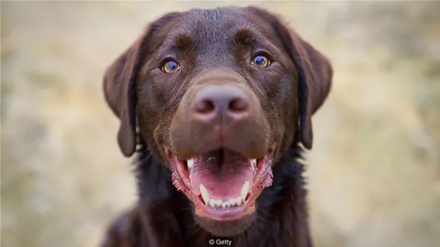 约有四分之一的拉布拉多犬携带有基因突变，这让他们天生容易过度肥胖。