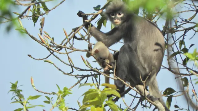 Langur Popa