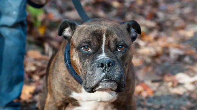 أحد الكلاب الشرسة