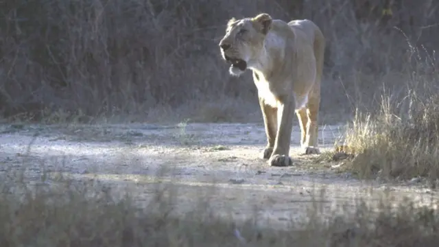 ગીરનો સાવજ