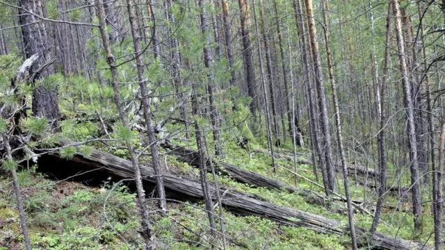 Тунгуський метеорит