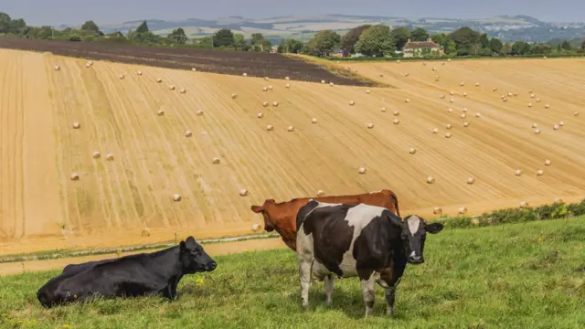 Коровы на пастбище