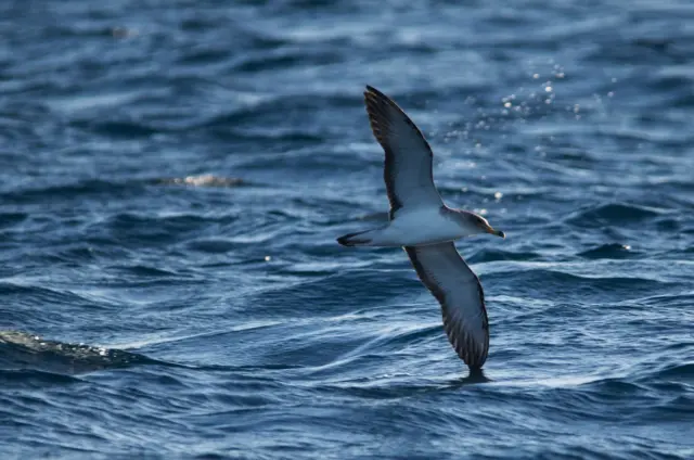 Veliki zovoj (kaukal) u letu