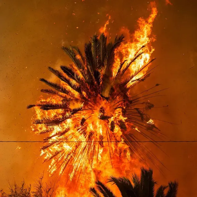 కార్చిచ్చులకు చెట్లు శక్తివంతమైన ఇంధనంగా మారుతున్నాయి 