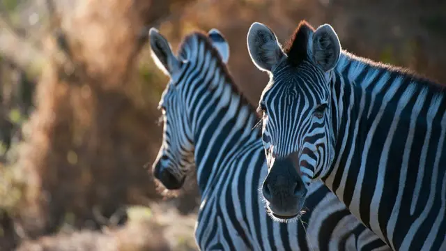 Zebra