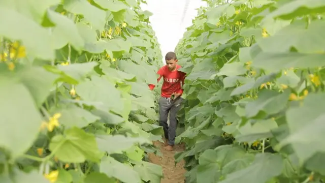 لقطة من داخل صوبة زراعية