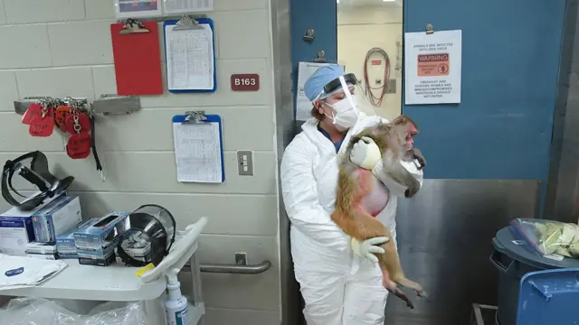 Un macaco Rhesus cargado por una investigadora