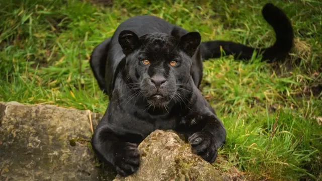 Células da jaguar Goshi estão agora armazenadas no banco do zoológicoqual os melhores sites de apostas esportivasChester