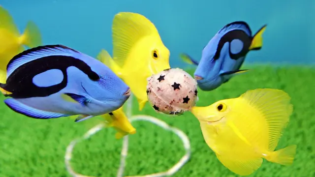 японські акваріумні рибки