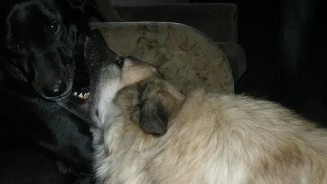 Prva ideja je bila udomiti ih