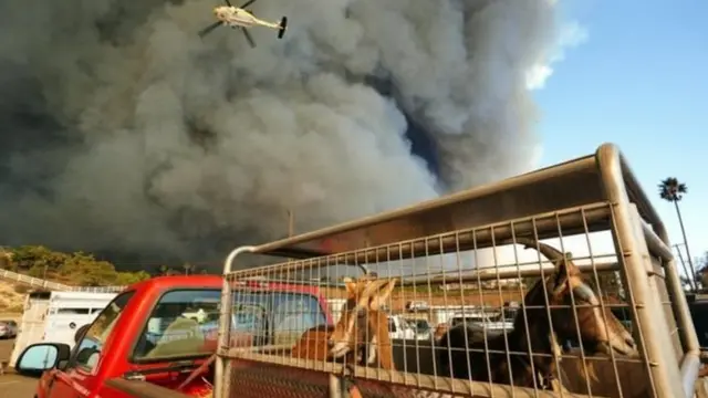 Bukan hanya binatang peliharaan yang dibawa pemilik yang menyelamatkan diri.