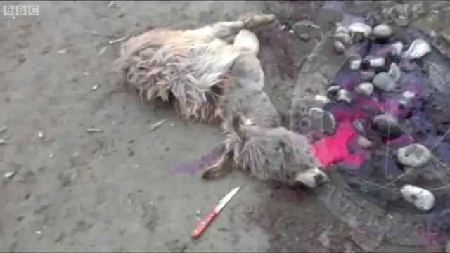 Сўйилган эшак