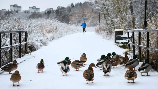مجموعة من البط