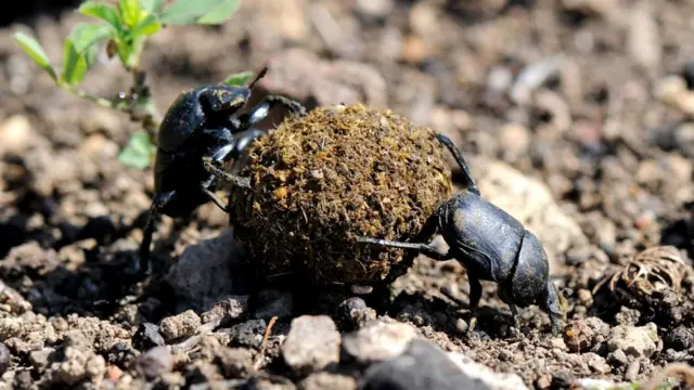 Два жука-навозника (Gymnopleurus sp.)