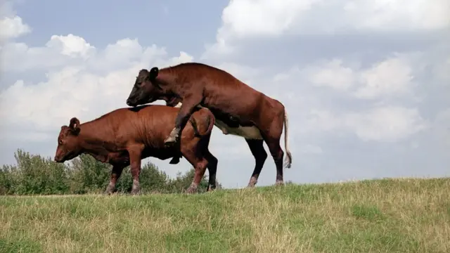 Touro cruzando com vaca