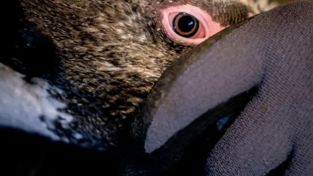 बर्ड फ्लू, कोरोना, आरोग्य