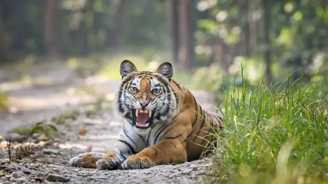 নেপালে যেখানে ২০০৯ সালে বাঘের সংখ্যা ছিল ১২১, এবছর তা বেড়ে হয়েছে ৩৫৫