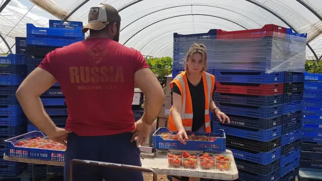 Harwill фермасида бу йил қулупнай терувчилар тўққиз мамлакатдан келишган