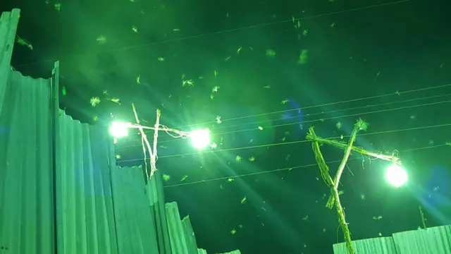 Зона ловлі сарани