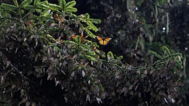 Dahan pohon yang penuh dengan kupu-kupu raja di Meksiko