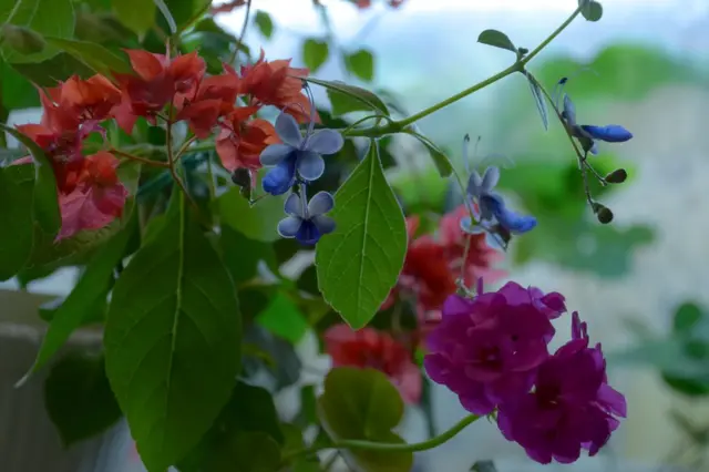 Вячеслав Воронцов, Санкт-Петербург: "У моей мамы зацвели бугенвиллея, угандийский клеродендрум - цветочек голубого цвета, похож на маленьких бабочек - и пеларгония".