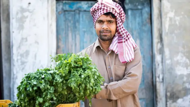 कोथिंबीर