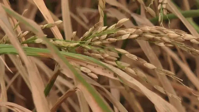 கருகிய பயிர்கள்