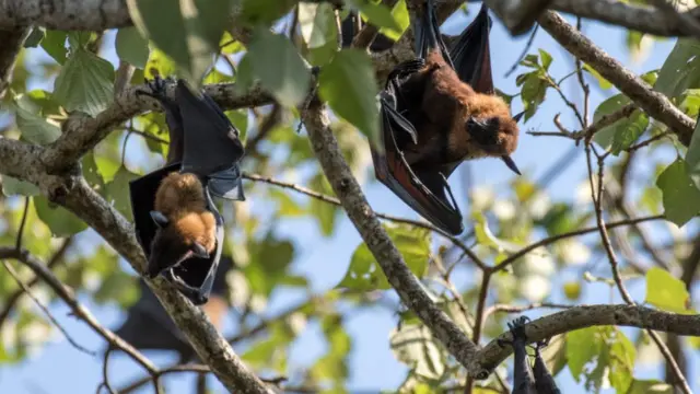 वटवाघूळ