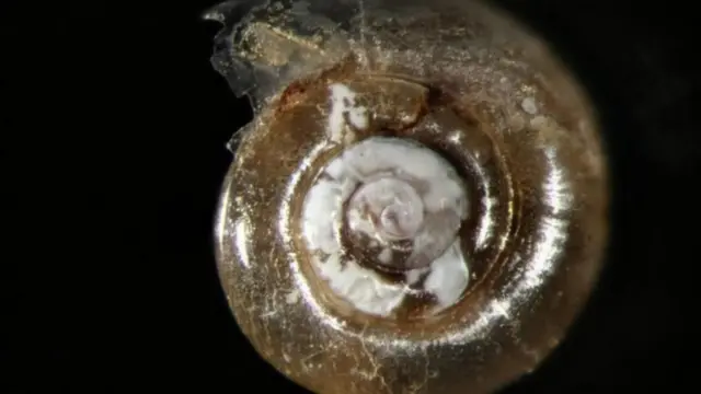 Limacina helicina antarctica