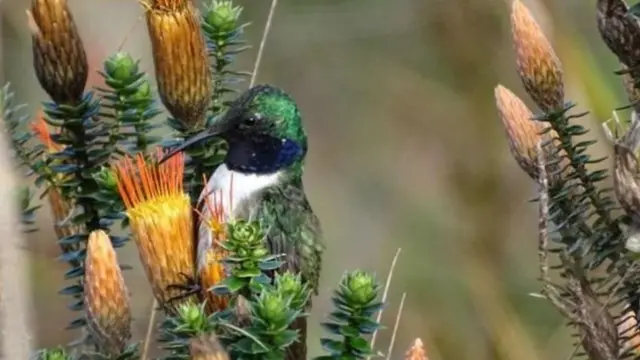 தேன்சிட்டு