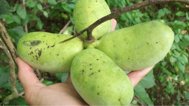 buah pawpaw