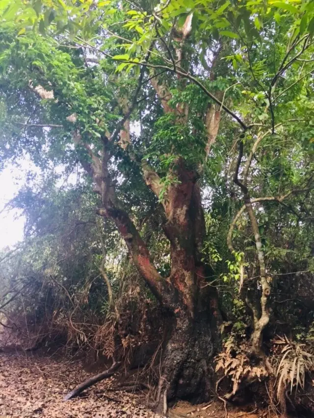 කෲඩියා සිලනිකා