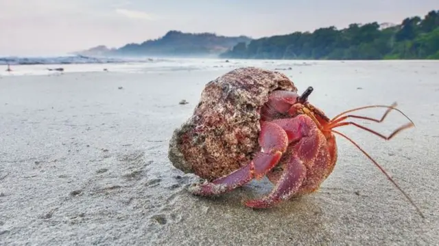 سرطان البحر