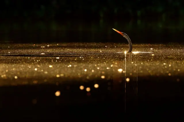 An Anhinga raising its head from under the water