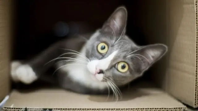 kedi