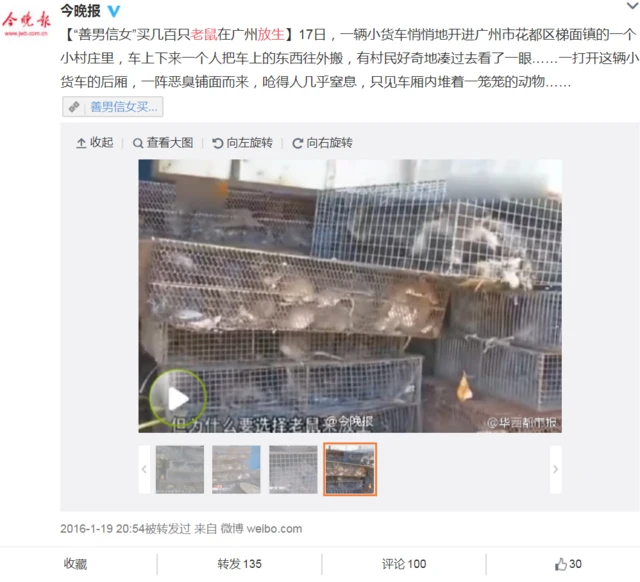 一笼笼的老鼠，微博截图