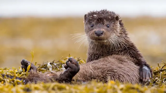 Выдра с острова Малл.